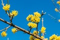 Close up spring blooming tree branch with yellow flowers over blue clear sky in midday Royalty Free Stock Photo