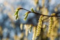 Close up spring blooming tree branch with yellow flowers over blue clear sky in midday Royalty Free Stock Photo