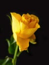 Close-up of a spring blooming yellow rose - black background Royalty Free Stock Photo