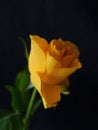 Close-up of a spring blooming yellow rose - black background Royalty Free Stock Photo