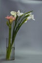 Close-up spring bouquet of iris, hippeastrum and calla lilies in a glass vase on a light gray background, selective focus Royalty Free Stock Photo