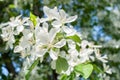 Close-up spring branch of a blossoming apple tree with white flowers on beautiful blurred background. Royalty Free Stock Photo