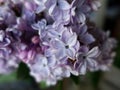 Close-up of spring branch of lilac flowers, background details Royalty Free Stock Photo