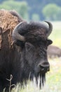 Close up of spring buffalo, grand tetons wyoming Royalty Free Stock Photo