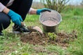 Close-up of spring care and fertilization of a currant bush