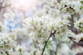 Close up of the spring cherry flowers. Branch with White Blossoming Cherry Flowers and Buds. Royalty Free Stock Photo