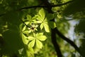 close up of spring chestnut leaf in the forest backlit by the morning sun may spring chestnut leaves in the forest Royalty Free Stock Photo