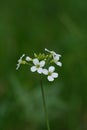 Close up of a spring cress flower in nature, tiny wildflower with four petals