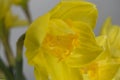 Close up of a spring daffodil Royalty Free Stock Photo