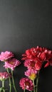 Close-up of spring daisies with petals and copy space