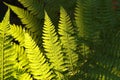 close up of a spring fern on sunny morning closeup fresh leaf in the forest sunshine springtime Royalty Free Stock Photo