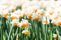 Close up of spring field with blooming narcissus background. Freshness springtime wallpaper with blossom flowers. Soft