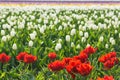 Close up of spring field with blooming tulips background. Freshness springtime wallpaper with blossom flowers. Soft blur