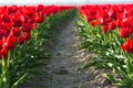 Close up of spring field with blooming tulips background. Freshness springtime wallpaper with blossom flowers. Soft blur