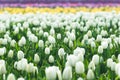 Close up of spring field with blooming tulips background. Freshness springtime wallpaper with blossom flowers. Soft blur