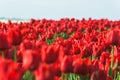 Close up of spring field with blooming tulips background. Freshness springtime wallpaper with blossom flowers. Soft blur