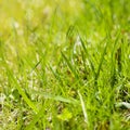 Close up of Spring Field Grass. Royalty Free Stock Photo