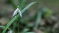 Close up of spring flower snowdrop spring time outdoor nature galanthus nivalis