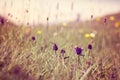 Close up of spring flowers, Luskentyre, Isle of Harris, Hebrides, Scotland Royalty Free Stock Photo