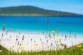 Close up of spring flowers with white sandy beach