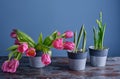 Close-up of spring green leaves of daffodils and tulips and a bouquet of already blossoming tulips Royalty Free Stock Photo