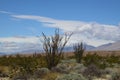 California Park Series - Anza-Borrego Desert - Ocotillo Plant - Fouquieria splendens
