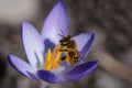 Close up of a spring honey bee sitting on a purple crocus looking for pollen Royalty Free Stock Photo