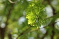 Close-up of spring leaves of Bald Cypress (Taxodium distichum)