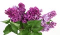 Close up of spring lilac violet flowers on white background Royalty Free Stock Photo