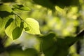 close up of spring linden leaf in the forest backlit by the morning sun april spring linden leaves in the forest Royalty Free Stock Photo