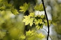 close up of spring maple leaf in the forest backlit by the morning sun april spring maple leaves in the forest Royalty Free Stock Photo