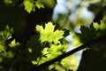 close up of spring maple leaf in the forest backlit by the morning sun may spring maple leaves in the forest Royalty Free Stock Photo