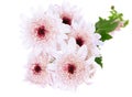 Close-up of spring pink dasi flowers