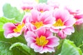 Close-up of a spring pink flower Royalty Free Stock Photo