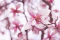 Close Up Of Spring Pink Magnolia Tree Flower On Branch Over Defocused Background