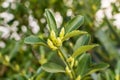 Close-up of spring sprouts of evergreen boxwood on a blurred green background Royalty Free Stock Photo