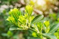 Close-up of spring sprouts of evergreen boxwood on a blurred green background on a sunny day. Natural evergreen plants for garden Royalty Free Stock Photo