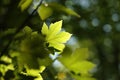 close up of spring sycamore maple leaf in the forest backlit by the morning sun may spring maple leaves in the forest Royalty Free Stock Photo