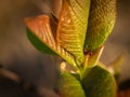 Close up of spring tree buds and early leaves with the ant inside the bud. Selective focus. Royalty Free Stock Photo