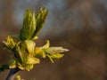 Close up of spring tree buds and early leaves. Selective focus. Royalty Free Stock Photo