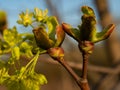 Close up of spring tree buds and early leaves. Selective focus. Royalty Free Stock Photo