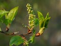 Close up of spring tree buds and early leaves. Selective focus. Royalty Free Stock Photo