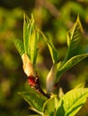 Close up of spring tree buds and early leaves. Selective focus. Royalty Free Stock Photo