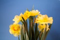 Close-up of  spring yellow daffodil flower on light background Royalty Free Stock Photo