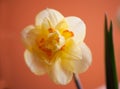 Close-up of  spring yellow daffodil flower on light background Royalty Free Stock Photo