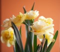 Close-up of  spring yellow daffodil flower on light background Royalty Free Stock Photo