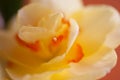 Close-up of  spring yellow daffodil flower on light background Royalty Free Stock Photo