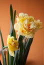 Close-up of  spring yellow daffodil flower on light background Royalty Free Stock Photo