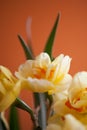Close-up of  spring yellow daffodil flower on light background Royalty Free Stock Photo