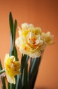 Close-up of  spring yellow daffodil flower on light background Royalty Free Stock Photo